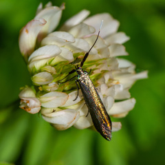 Coleophora mayrella