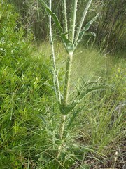 Dipsacus comosus