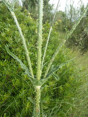 Dipsacus comosus