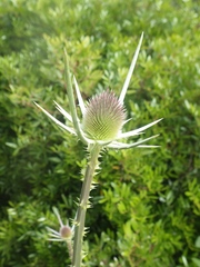 Dipsacus comosus