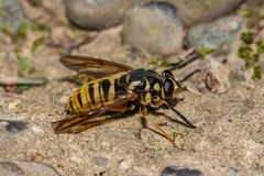 Temnostoma excentrica