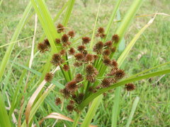 Cyperus solidus