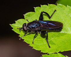 Chalcosyrphus chalybeus
