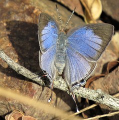 Hemiolaus caeculus