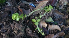 Sedum rhodocarpum