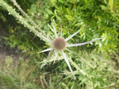 Dipsacus comosus