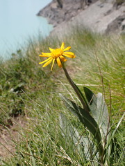 Senecio doronicum