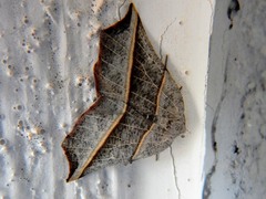 Metanema determinata