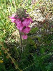Pedicularis gyroflexa