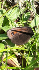 Erebia styx