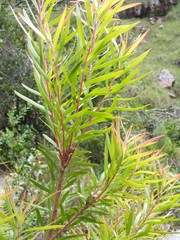Leucadendron pondoense