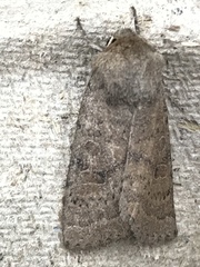 Hoplodrina octogenaria