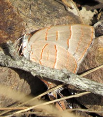 Hemiolaus caeculus