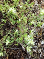 Ceratocapnos claviculata