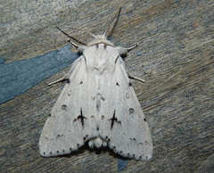 Acronicta vulpina