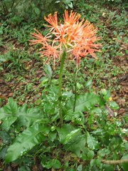 Scadoxus multiflorus katharinae