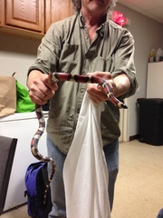 Lampropeltis annulata