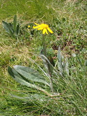Senecio doronicum