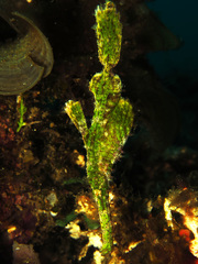 Solenostomus halimeda