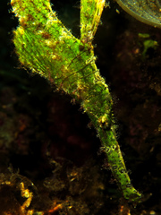 Solenostomus halimeda
