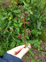Scrophularia auriculata