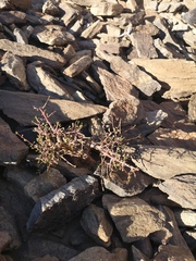 Portulacaria fruticulosa