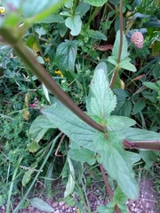 Scrophularia auriculata