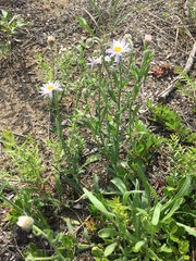 Erigeron glabellus pubescens