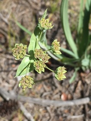 Bupleurum americanum