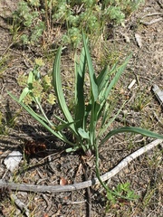 Bupleurum americanum