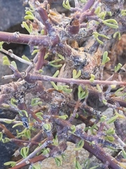 Portulacaria fruticulosa