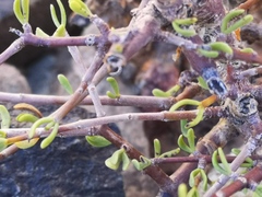 Portulacaria fruticulosa