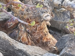 Portulacaria fruticulosa