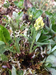 Oxytropis maydelliana