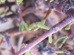 Portulacaria fruticulosa