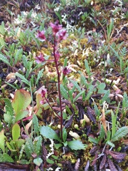 Micranthes razshivinii