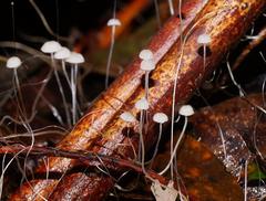 Mycena albidocapillaris