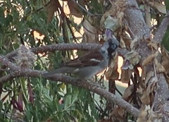 Passer domesticus