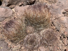 Oreocereus australis