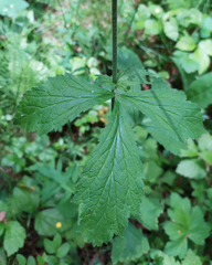 Geum × meinshausenii