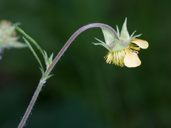 Geum × meinshausenii