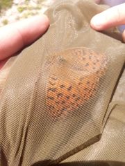 Argynnis adippe cleodoxa