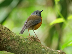 Swynnerton's Robin photo 2