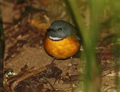Swynnerton's Robin photo 3