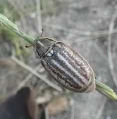 Anoxia australis