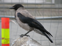 Corvus cornix