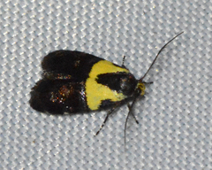 Rectiostoma xanthobasis