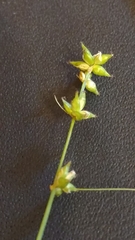 Carex rosea