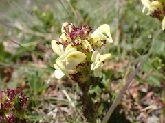 Pedicularis tuberosa