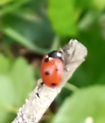 Coccinella septempunctata
